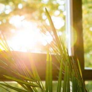 Green Plant Against Window