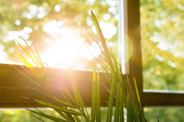 Green Plant Against Window